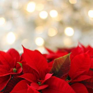 Christmas plants wallpaper