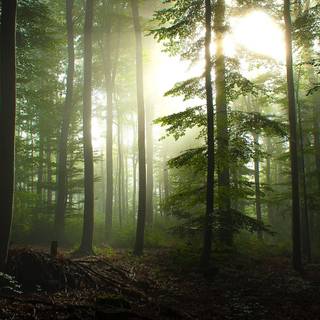 1920x1080 forest wallpaper