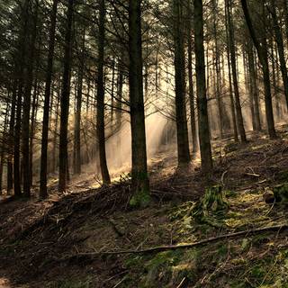 1920x1080 forest wallpaper