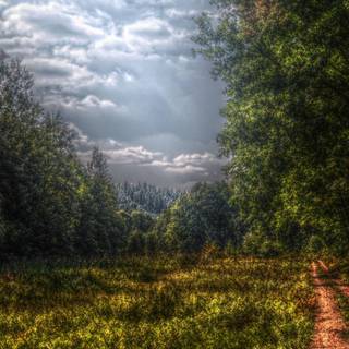 1920x1080 forest wallpaper