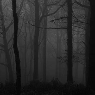 1920x1080 forest wallpaper