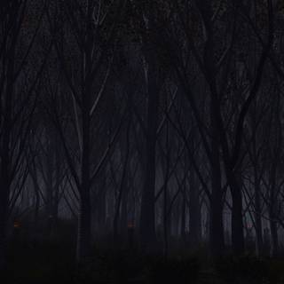 1920x1080 forest wallpaper