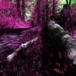 1920x1080 forest wallpaper