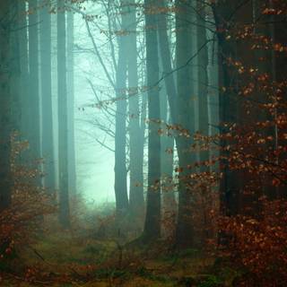 Autumn 4k mist wallpaper