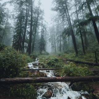 1920x1080 forest wallpaper