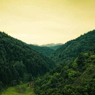 1920x1080 forest wallpaper