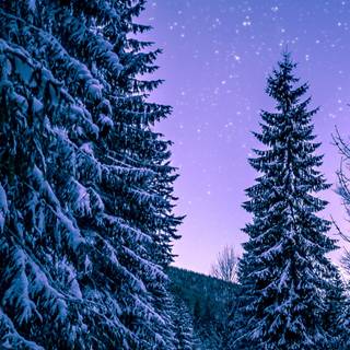 Winter vertical 4k wallpaper