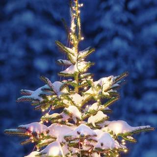 Christmas tree iPhone HD wallpaper