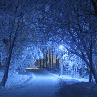 Blue winter night wallpaper