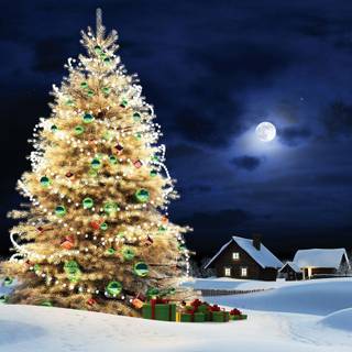 Christmas tree outside wallpaper