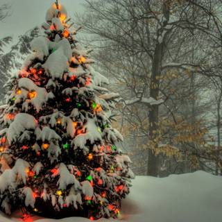 Christmas tree outside wallpaper