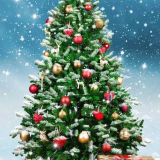 Christmas tree outside wallpaper
