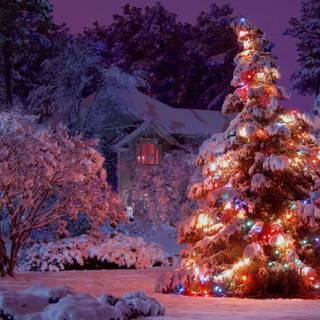 Christmas tree outside wallpaper