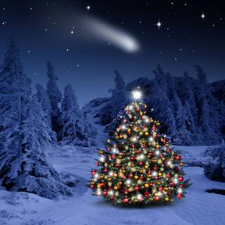 Christmas tree outside wallpaper