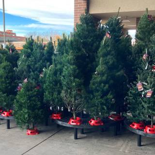 Christmas tree outside wallpaper