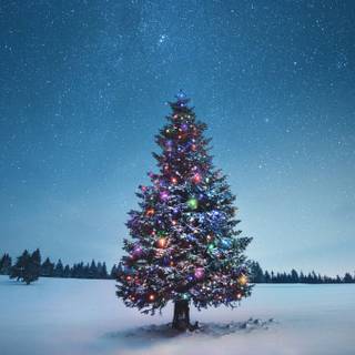 Christmas tree outside wallpaper