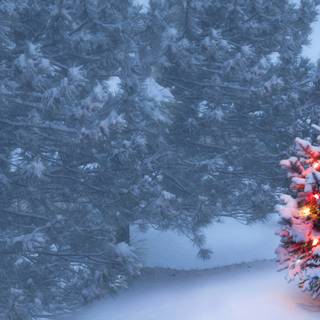 Christmas tree outside wallpaper