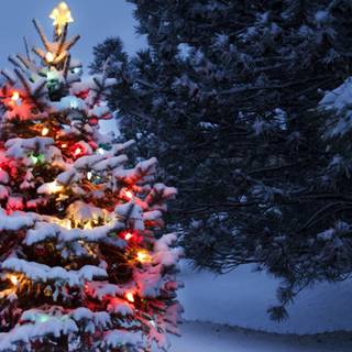 Christmas tree outside wallpaper