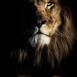 Phone lion wallpaper