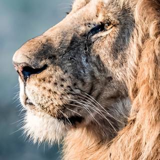 Phone lion wallpaper