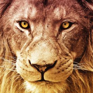 Phone lion wallpaper