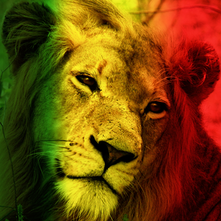 Phone lion wallpaper