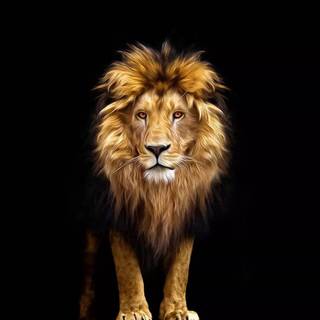 Phone lion wallpaper