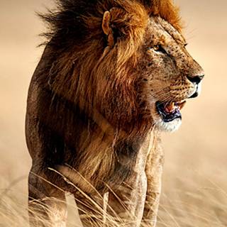 Phone lion wallpaper