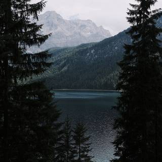 Evergreen trees wallpaper