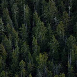 Evergreen trees wallpaper