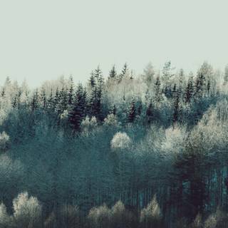 Evergreen trees wallpaper