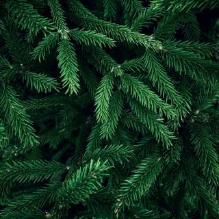 Evergreen trees wallpaper