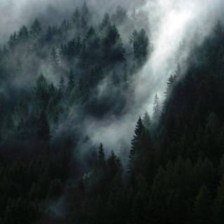 Evergreen trees wallpaper