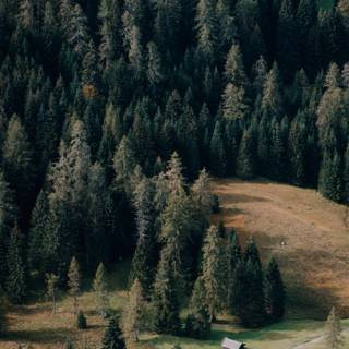 Evergreen trees wallpaper