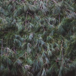 Evergreen trees wallpaper