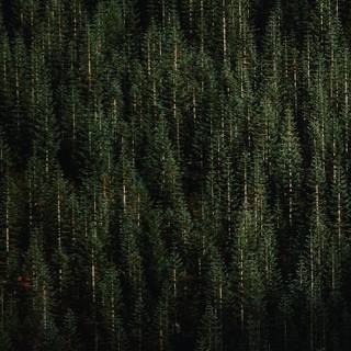 Evergreen trees wallpaper
