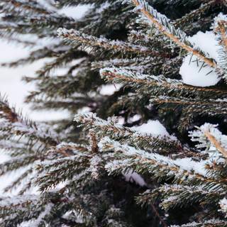 Evergreen trees wallpaper