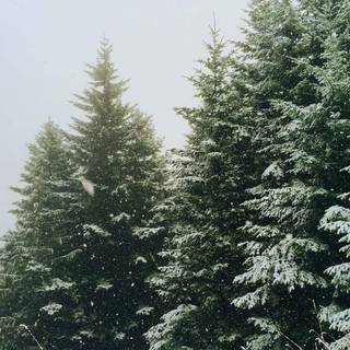 Evergreen trees wallpaper