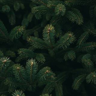 Evergreen trees wallpaper