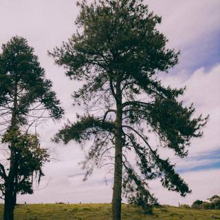 Evergreen trees wallpaper