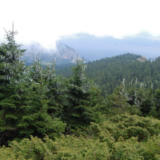 Evergreen trees wallpaper