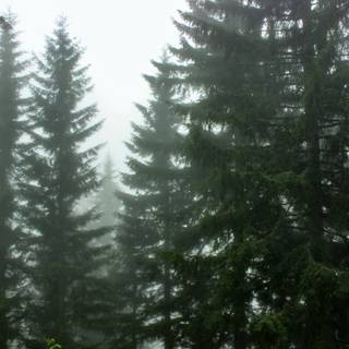 Evergreen trees wallpaper
