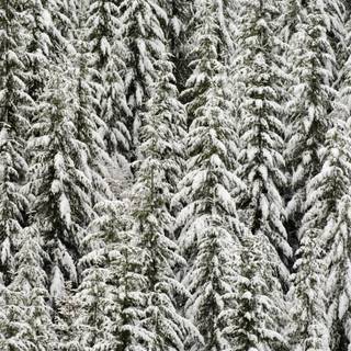Evergreen trees wallpaper