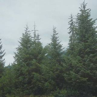 Evergreen trees wallpaper