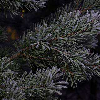 Evergreen trees wallpaper