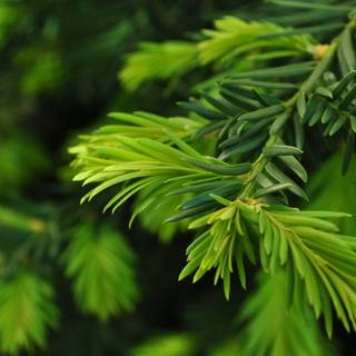Evergreen trees wallpaper