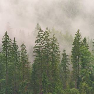 Evergreen trees wallpaper