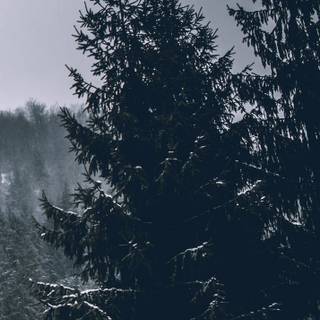 Evergreen trees wallpaper