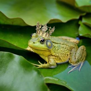 Frogs with crowns wallpaper