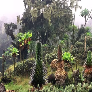 Mountains Uganda wallpaper